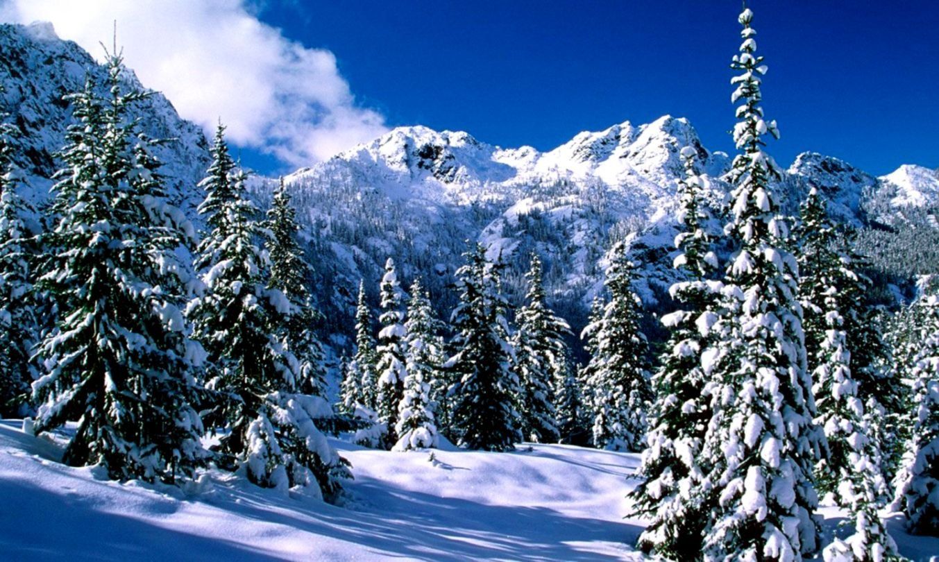 Montagne innevate con abeti, 1353x810 720p, Laptop