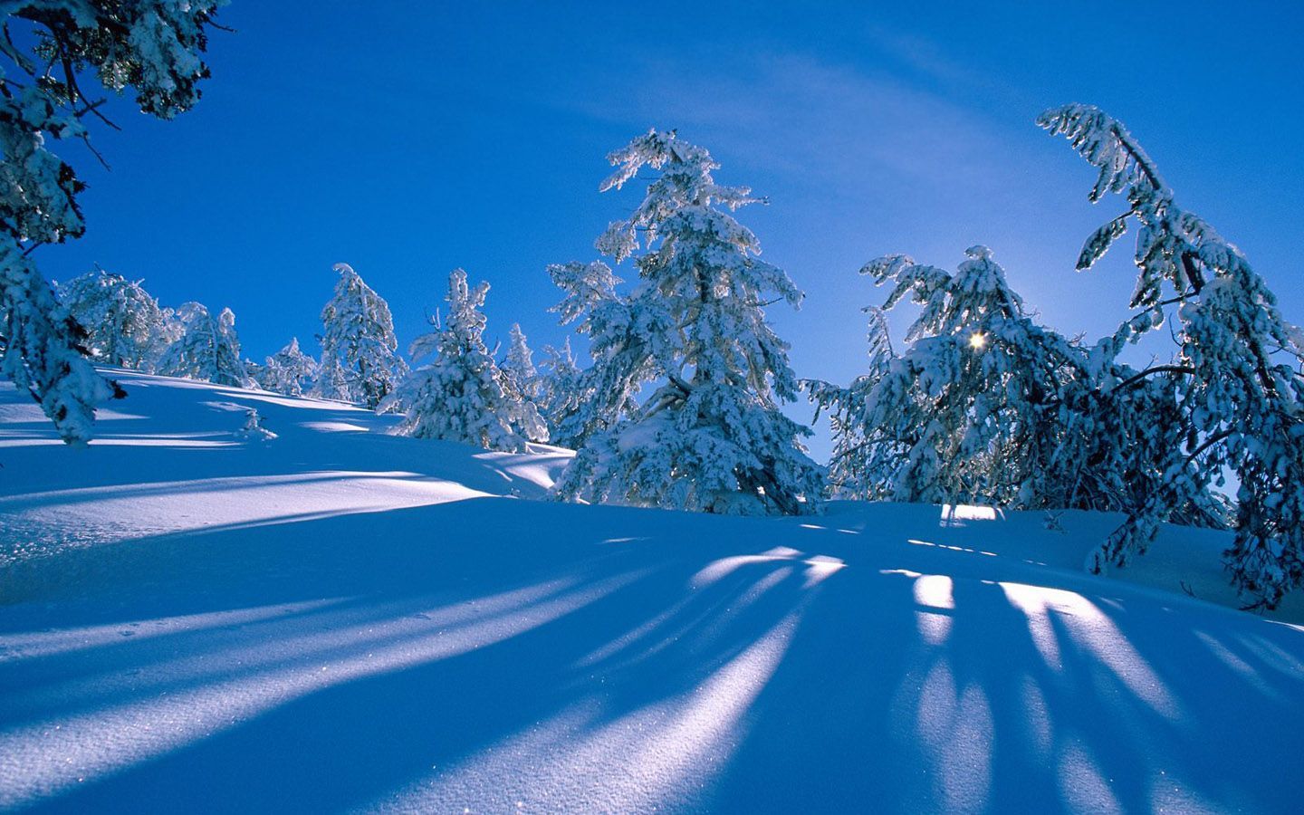 Paesaggio innevato con abeti, 1440x900 720p, Laptop