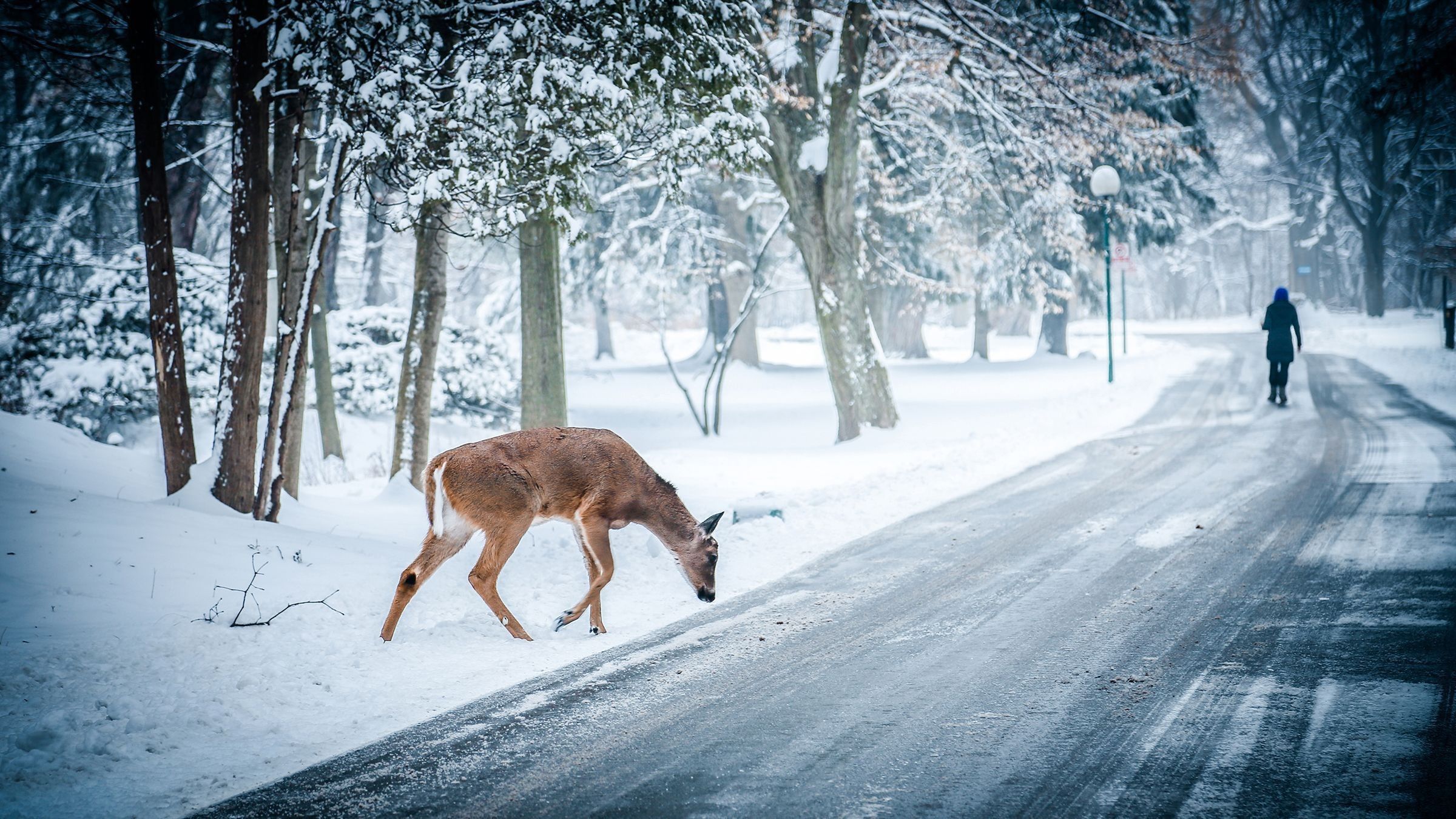 Cervo su strada innevata, 2400x1350 Hi-Res, PC