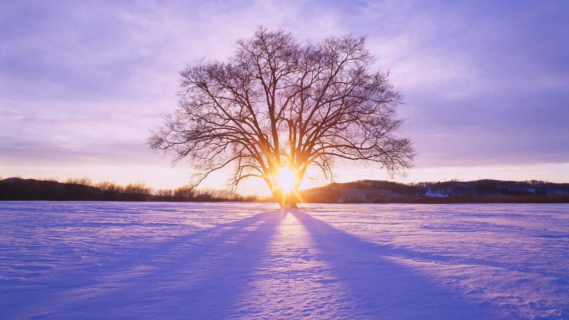 Albero solitario tramonto neve, 1920x1080 Full HD 1080p, Desktop