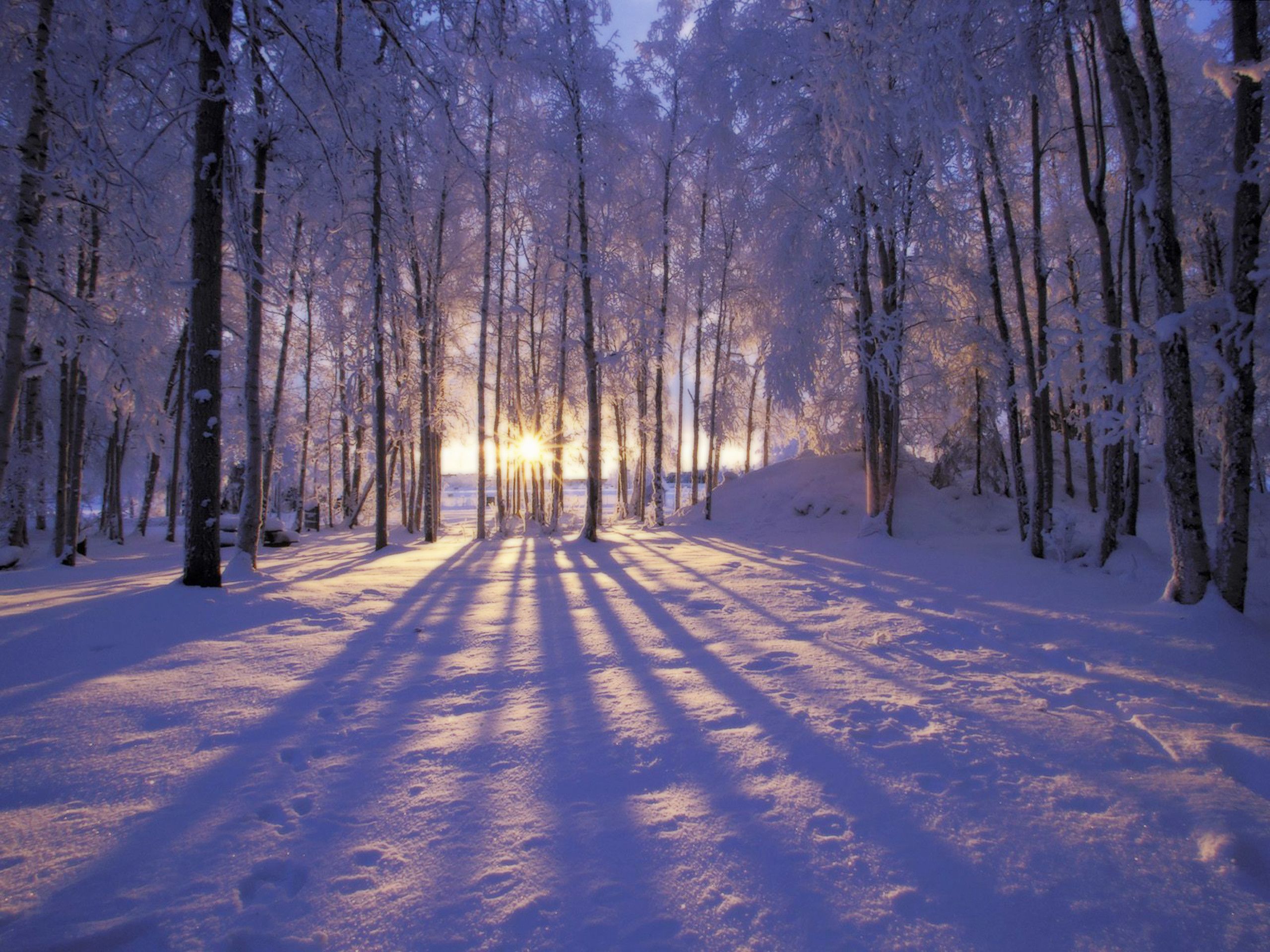 Foresta innevata con tramonto, 2560x1920 WQXGA, Laptop