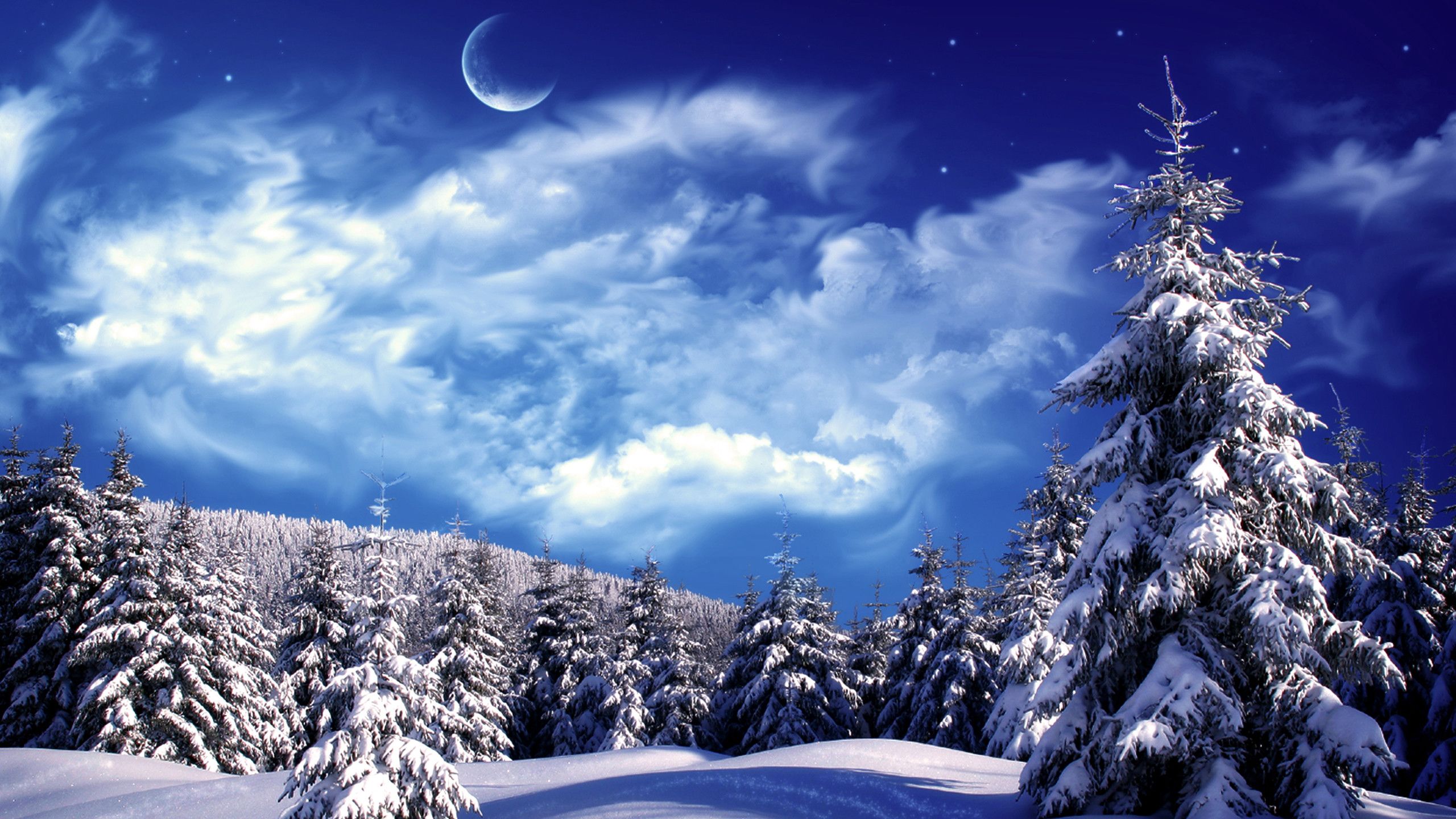 Paesaggio innevato notturno con abeti, 2560x1440 2K QHD, PC