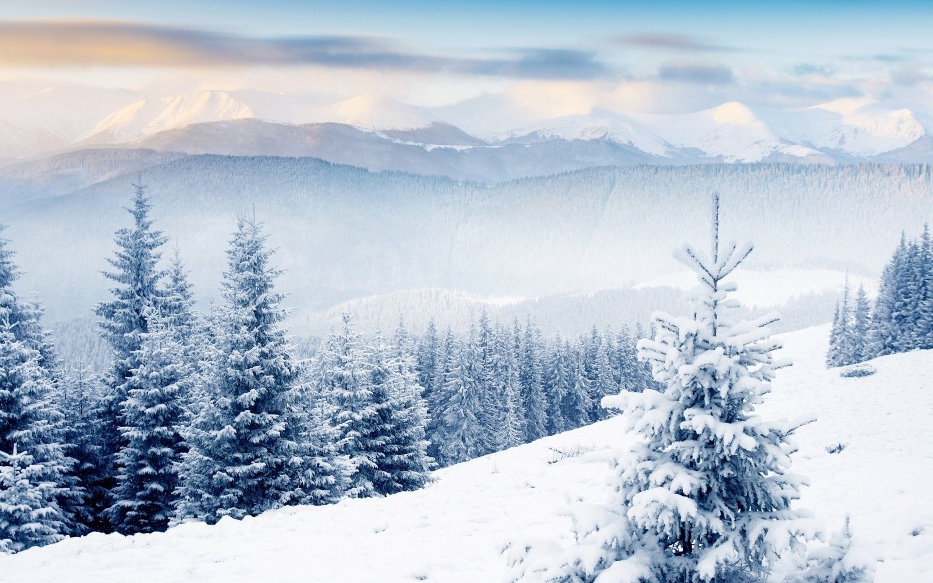 Paesaggio montano innevato con abeti, 1920x1200 Full HD+, Laptop