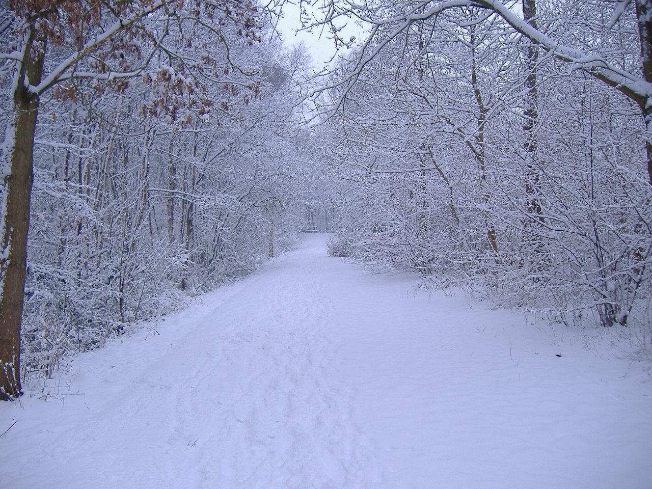 Sentiero innevato nel bosco, 1280x960 HD, HP Laptop