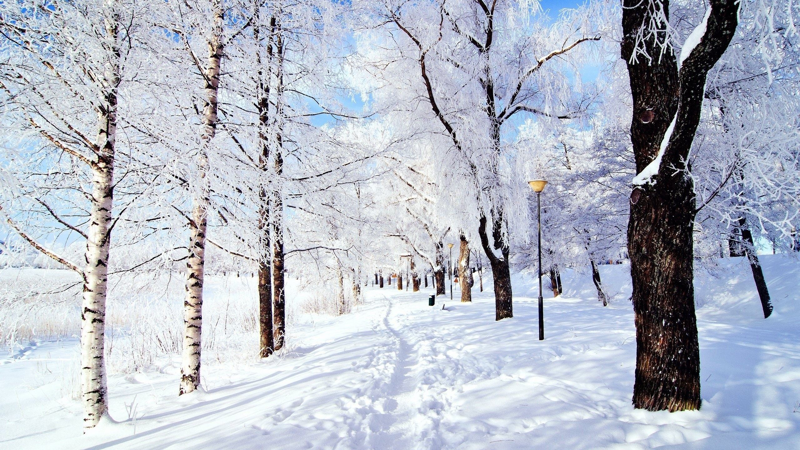 Sentiero innevato tra alberi, 2560x1440 QHD, Monitor Gaming