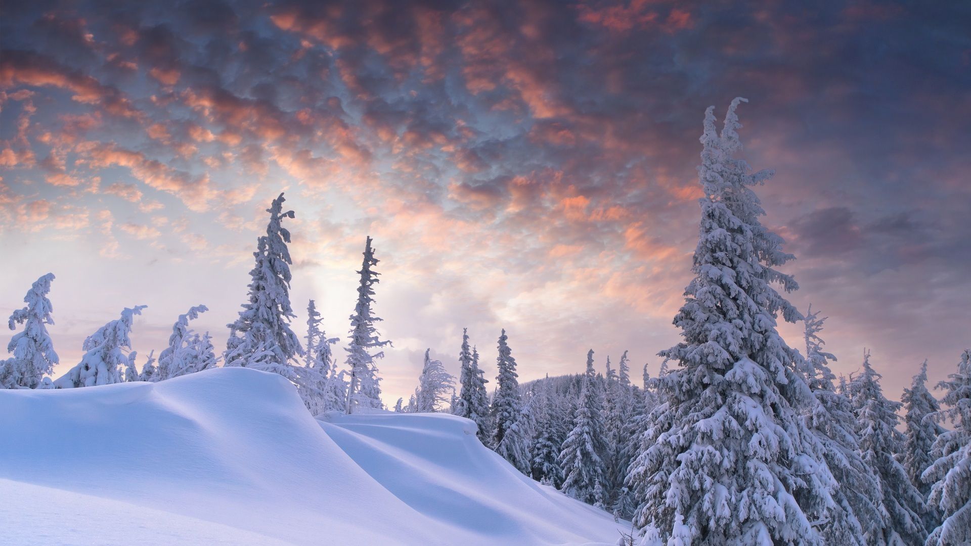 Paesaggio innevato con abeti, 1920x1080 Full HD, PC Desktop