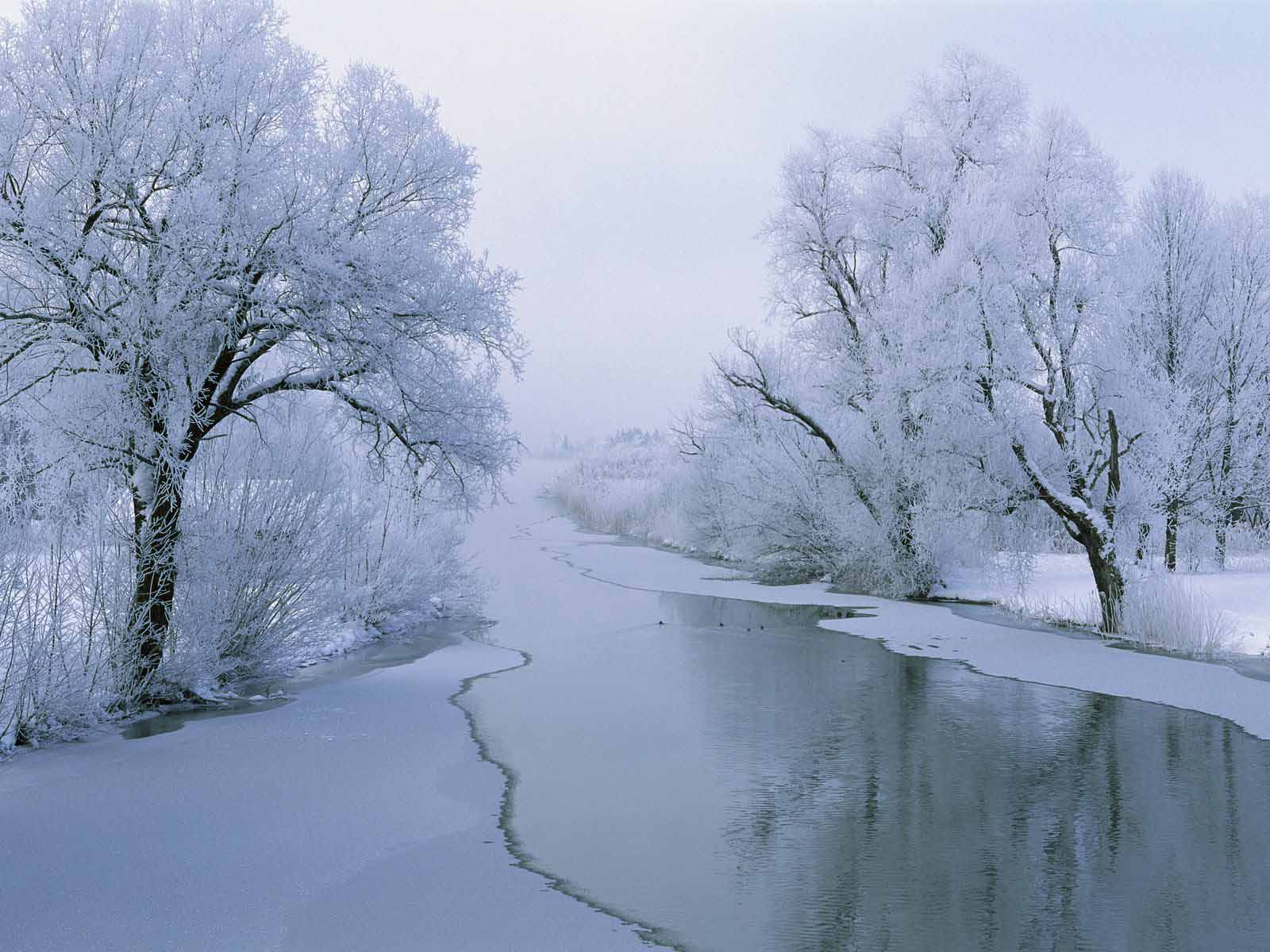 Fiume gelato con alberi innevati, 1600x1200 HD, ROG Asus Laptop