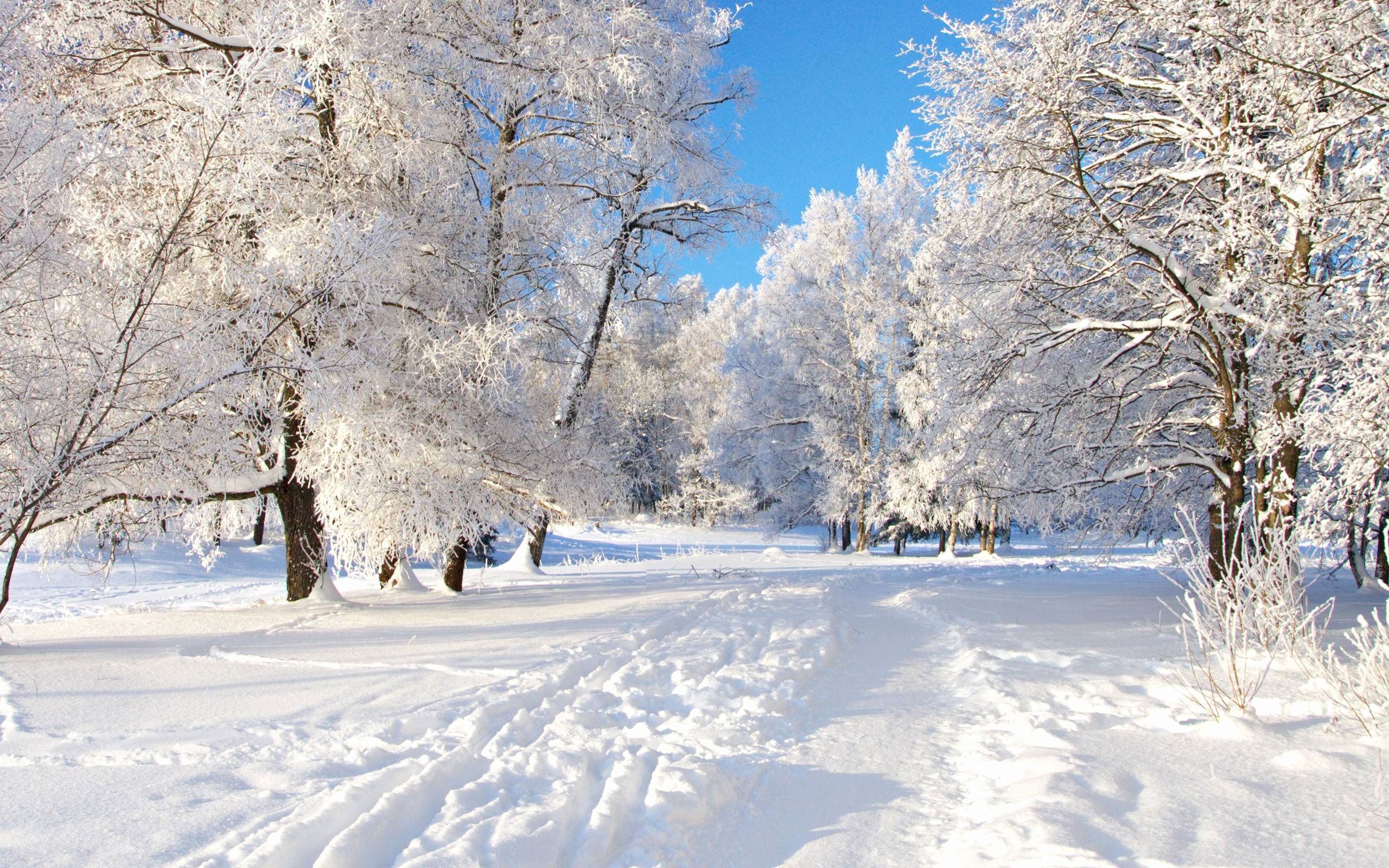 Sentiero innevato tra alberi bianchi, 2560x1600 2K+, Laptop