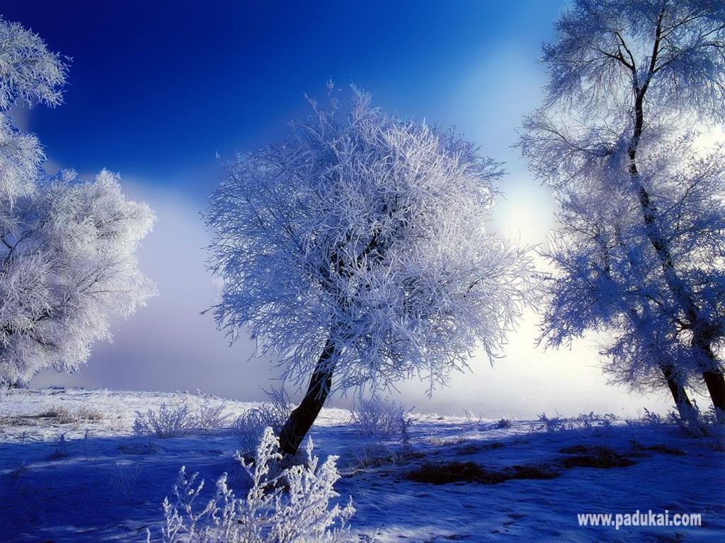 Alberi innevati paesaggio invernale, 1024x768 HD, PC