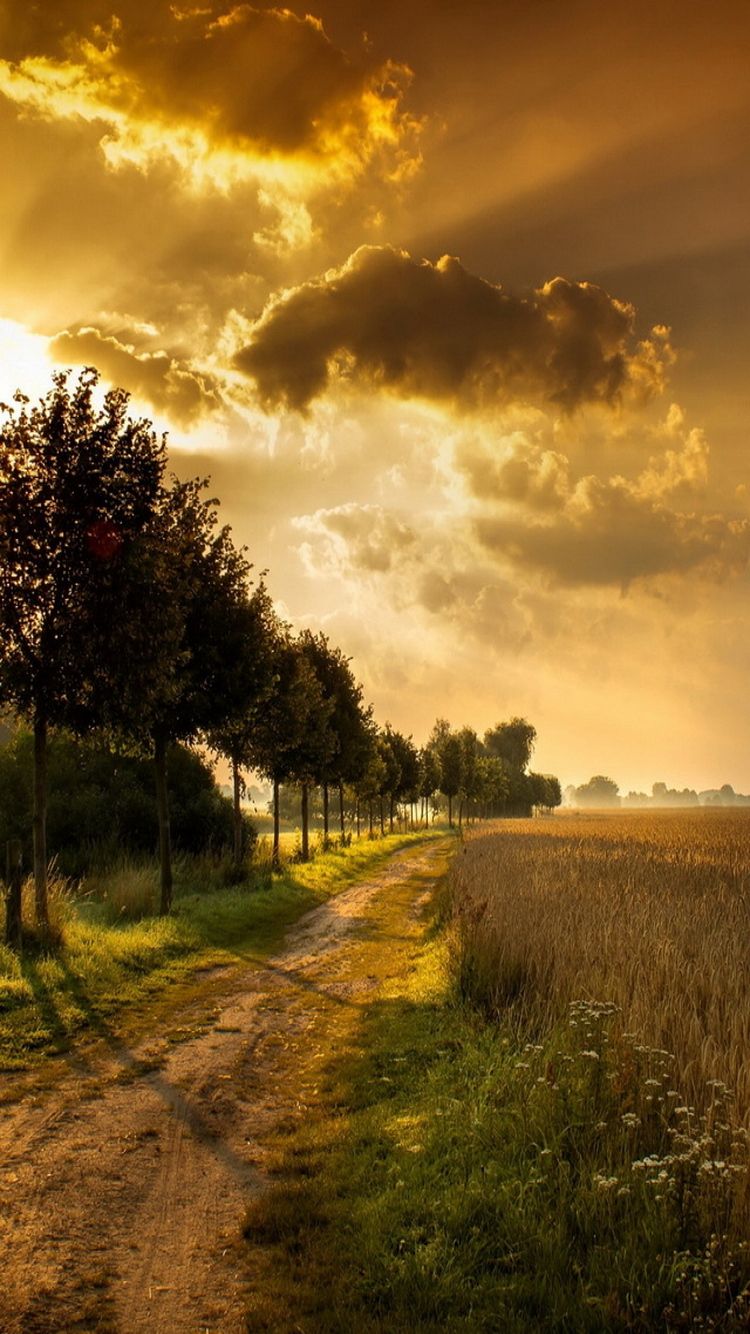 Sentiero campagna tramonto dorato, 750x1334 Verticale, iPhone