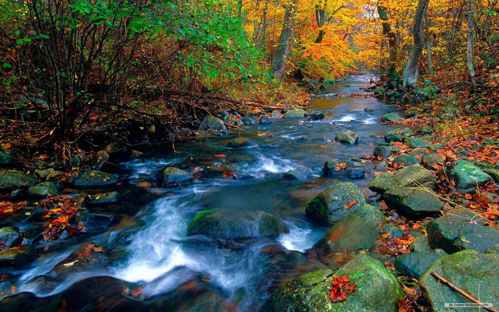 Ruscello autunnale nel bosco, 1680x1050 HD, Desktop