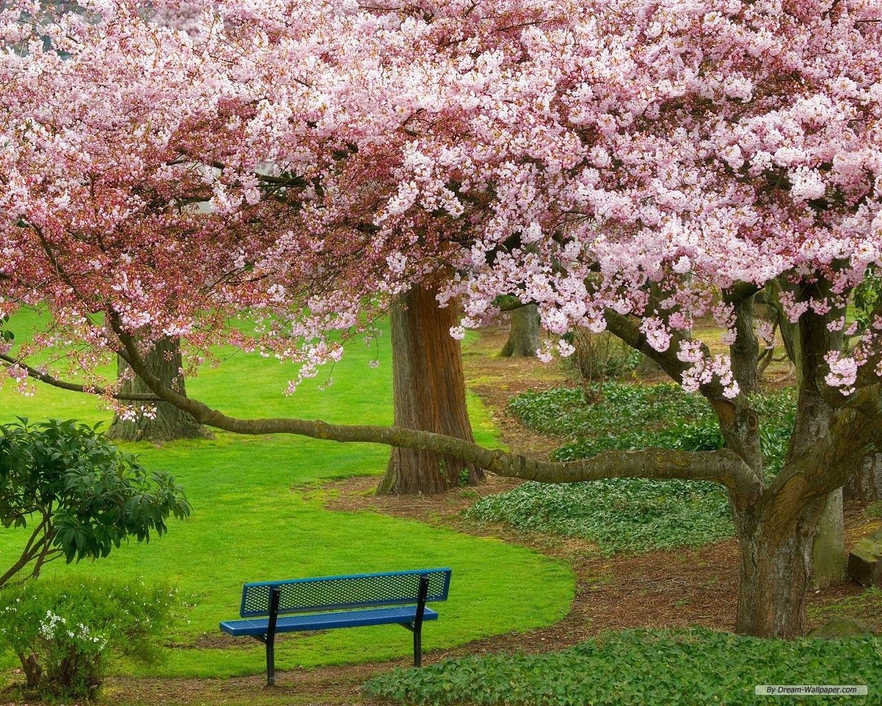 Panca sotto ciliegi in fiore, 1280x1024 720p, PC