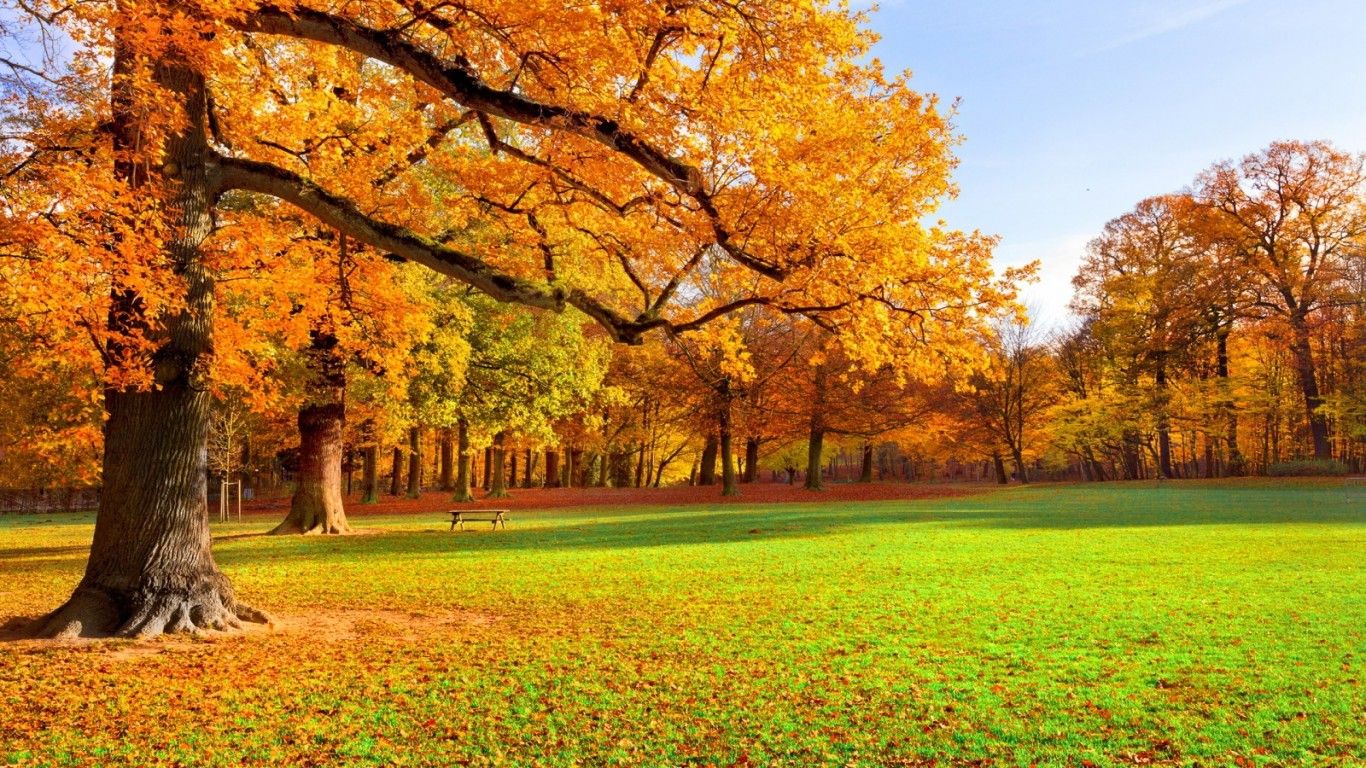 Albero autunnale giallo nel parco, 1366x768 HD, Desktop