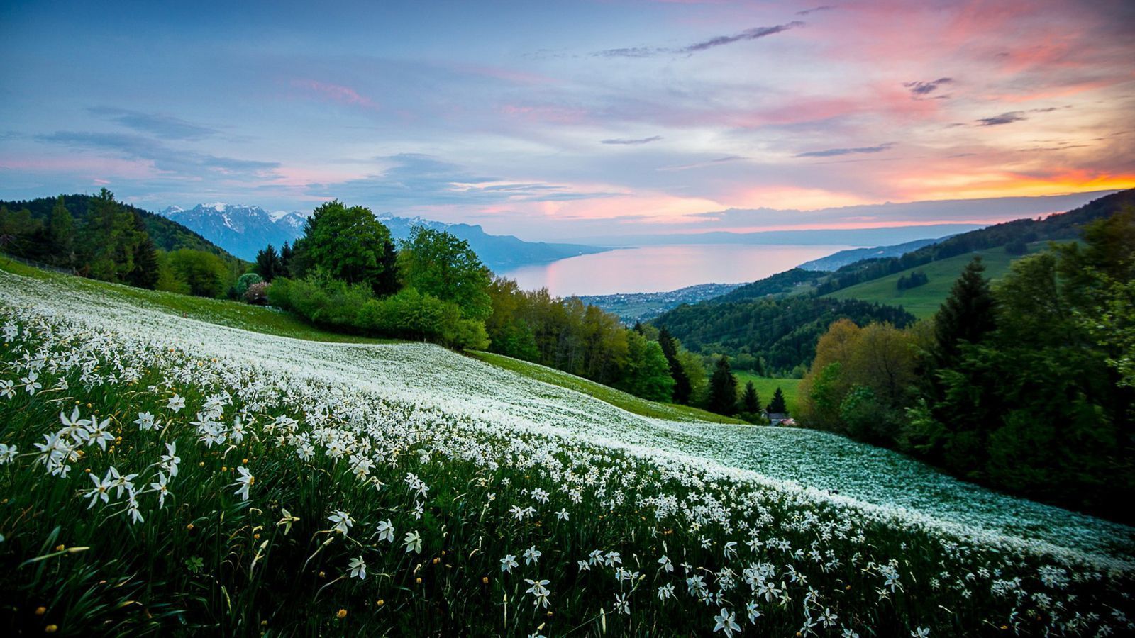 Prato di narcisi al tramonto, 1600x900 HD Ready, Desktop