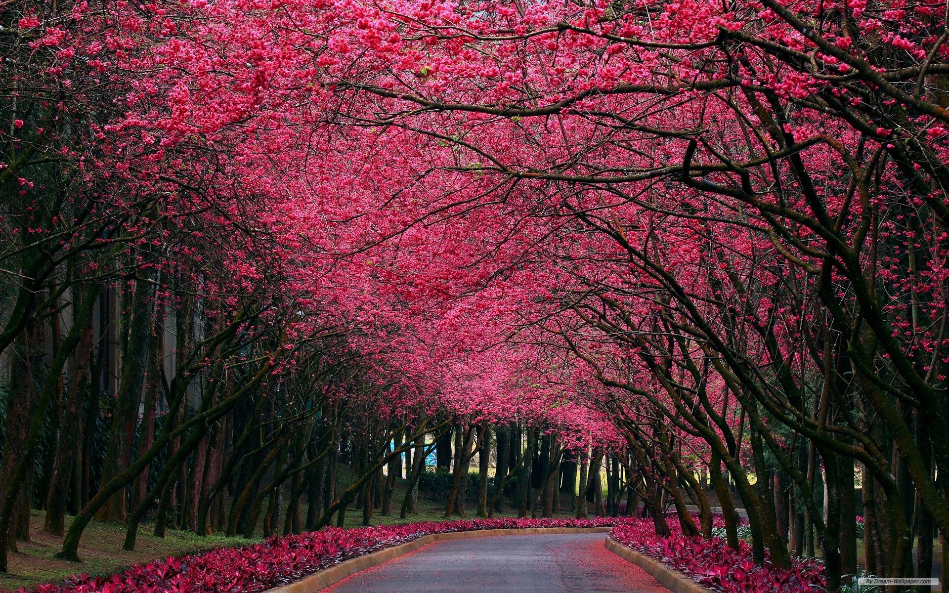 Strada alberata fiori rosa, 1920x1200 Full HD+, Laptop