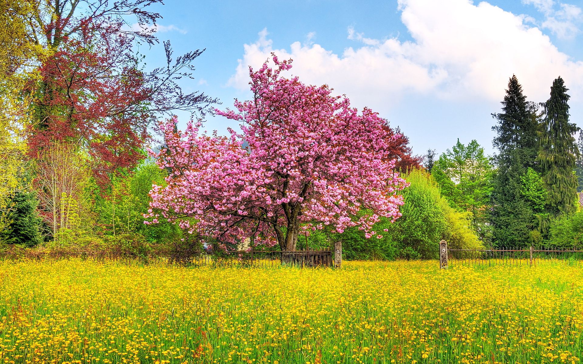 Albero fiorito in prato primaverile, 1920x1200 Full HD+, iMac