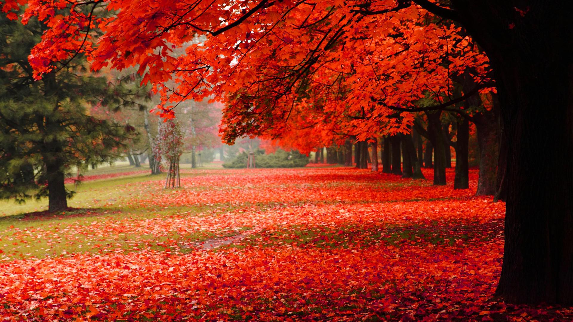 Alberi autunnali foglie rosse, 1920x1080 Full HD, Desktop
