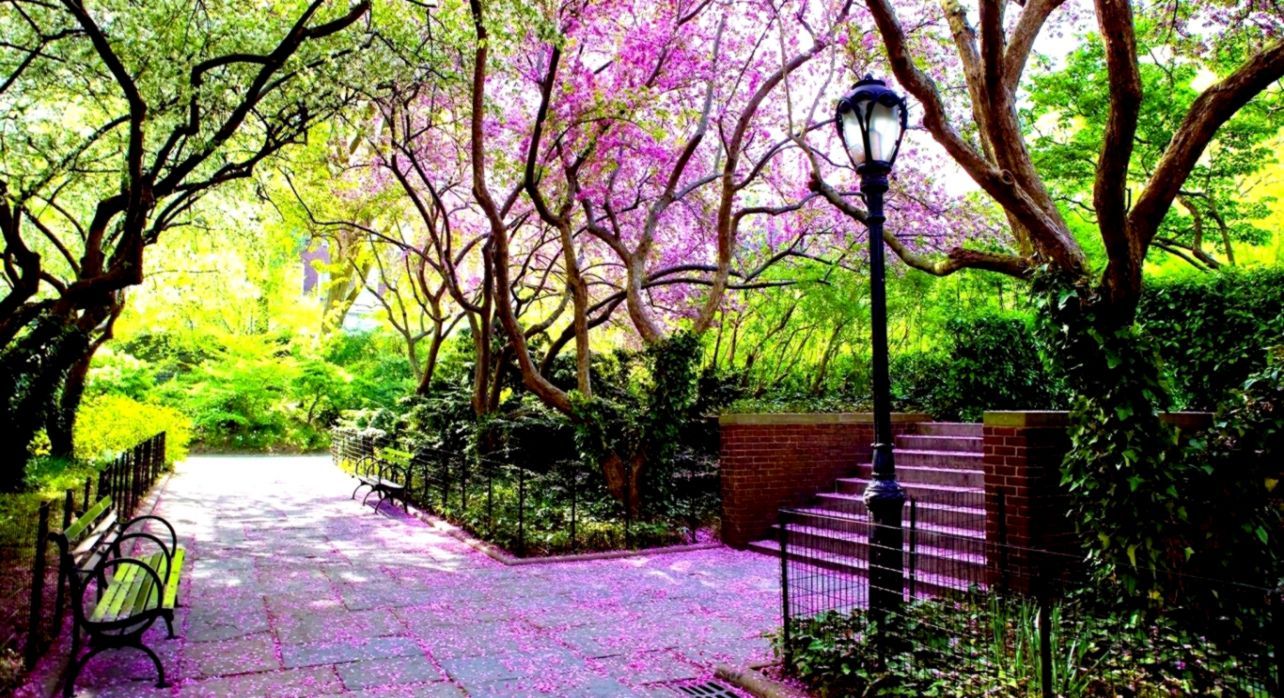 Viale parco alberi fioriti rosa, 1284x698 HD, Desktop