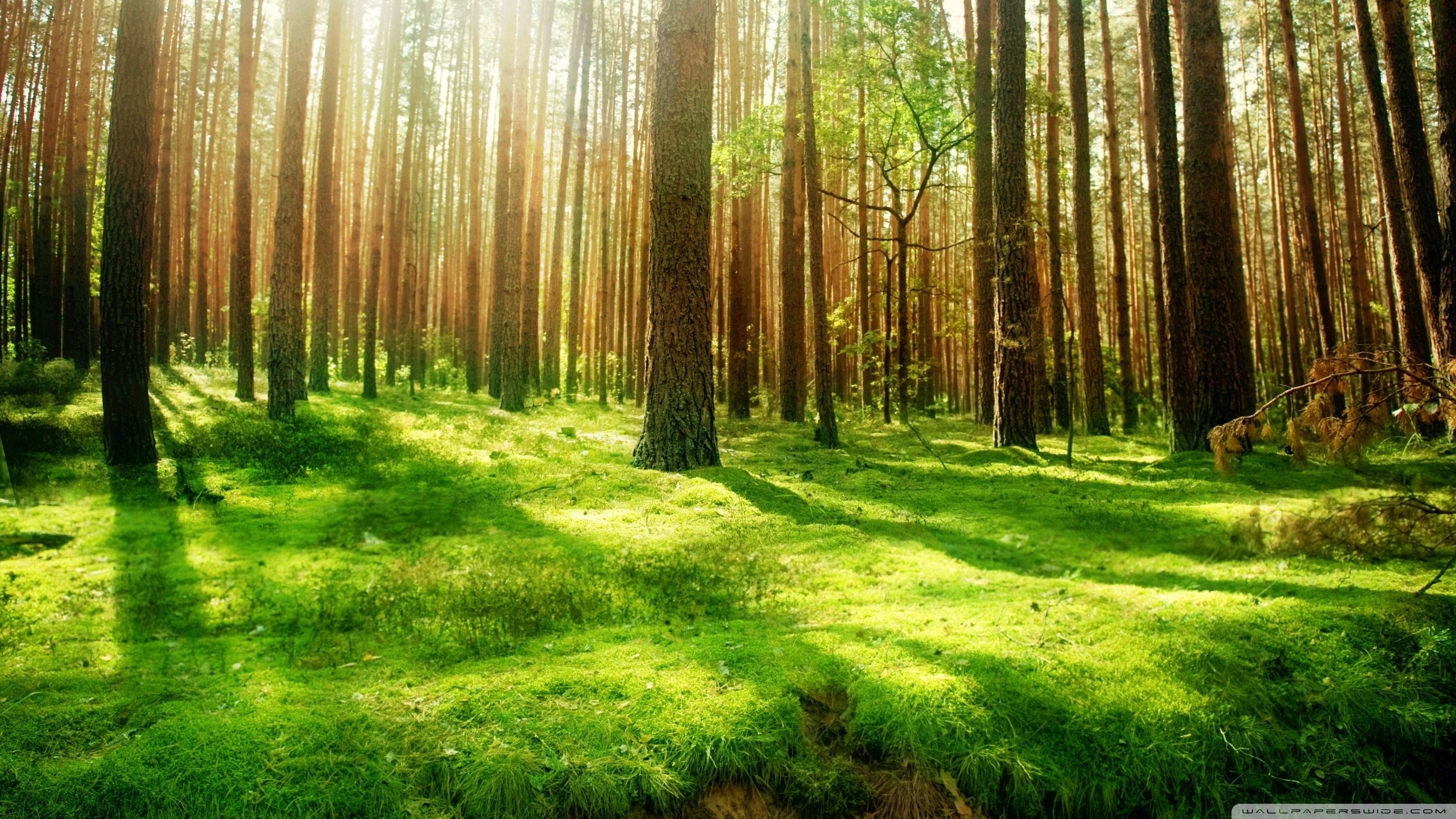 Foresta verde con luce solare, 2560x1440 2K, Desktop