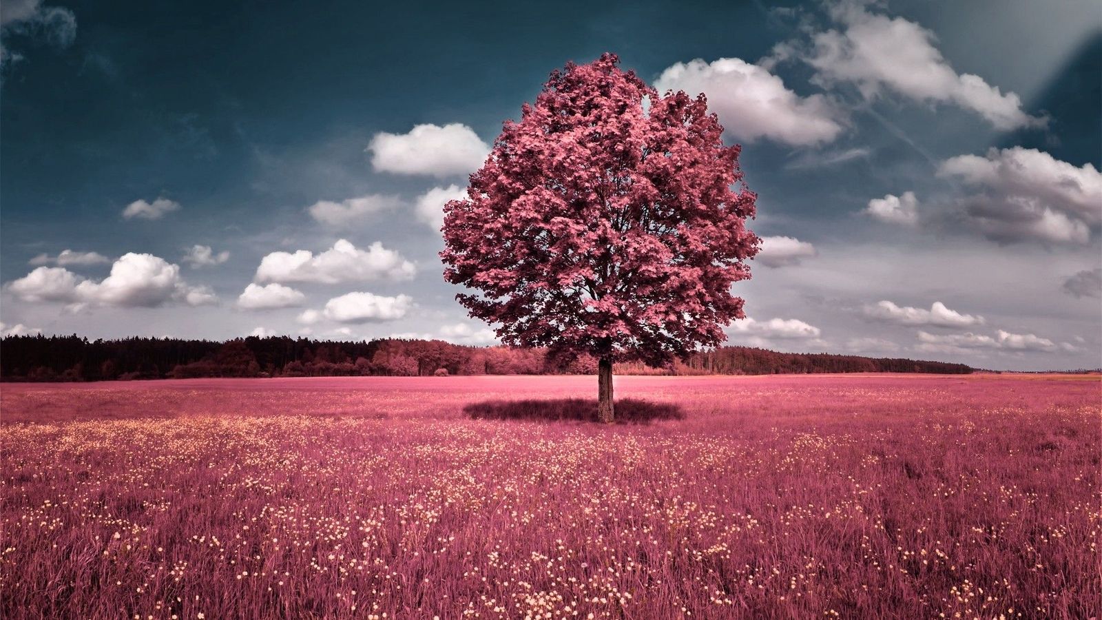 Albero rosa in campo, 1600x900 900p, PC