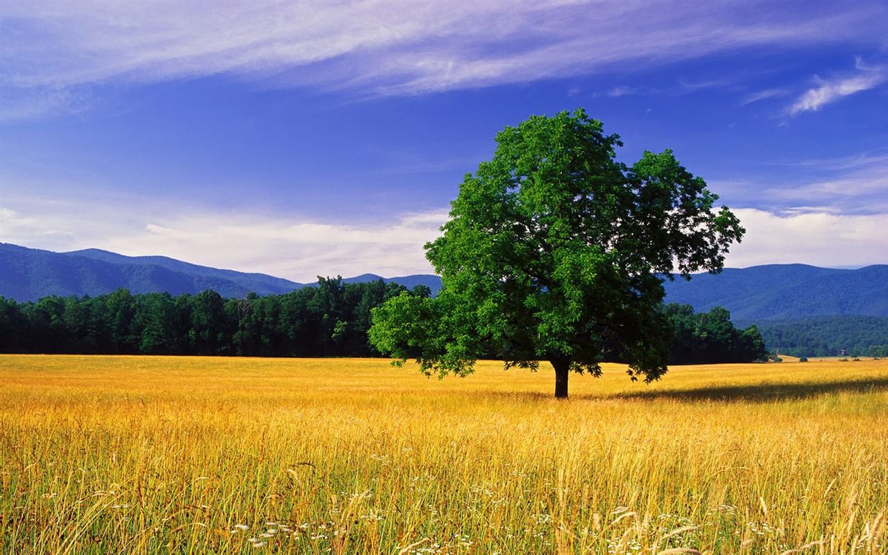 Albero solitario campo dorato, 1280x800 HD, HP Laptop