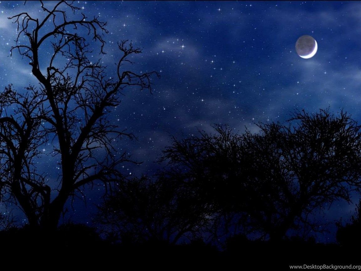 Alberi silhouette notte stellata, 1152x864 HD, Desktop