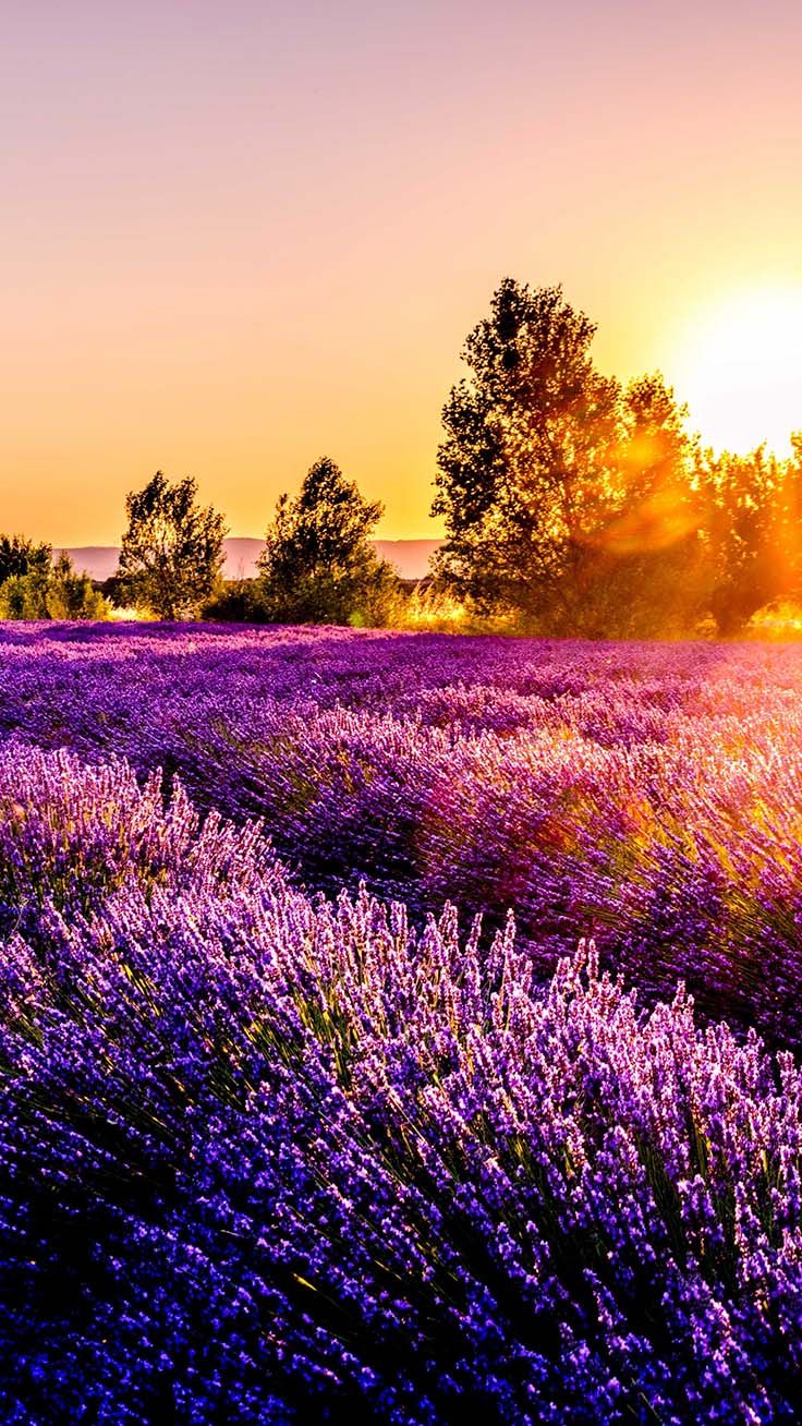 Campo di lavanda al tramonto, 736x1308 Full HD Verticale, iPhone Air
