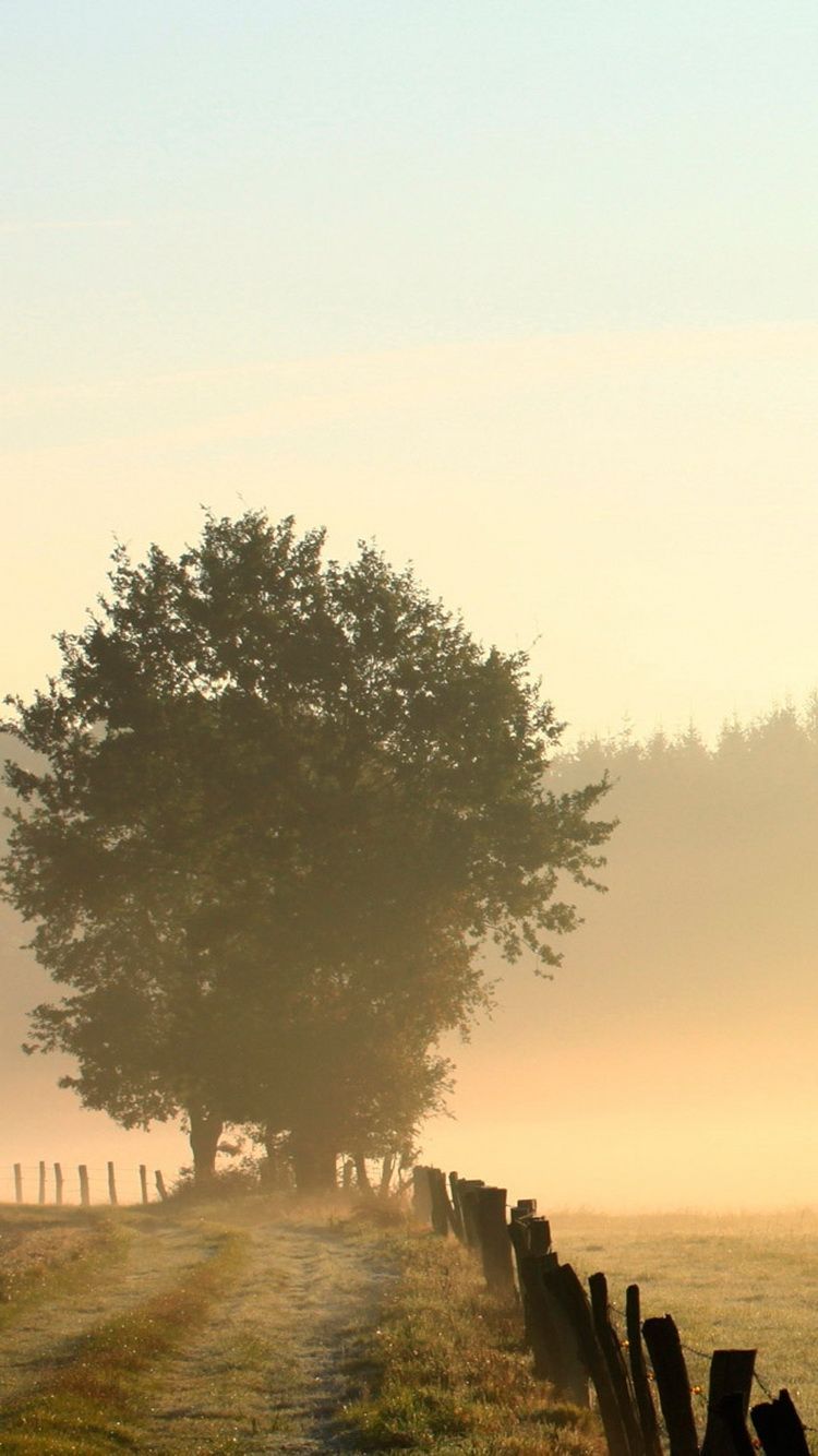 Albero solitario nella nebbia, 750x1334 Full HD Verticale, iPhone Plus