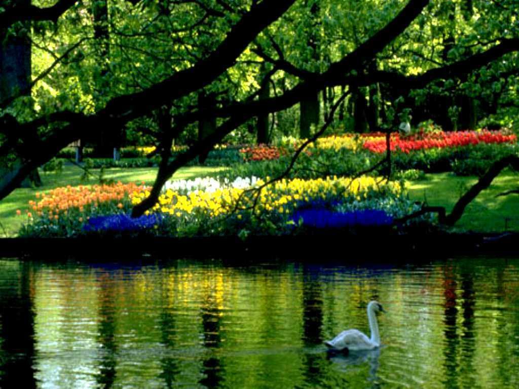 Cigno su laghetto con tulipani, 1024x768 HD, Laptop