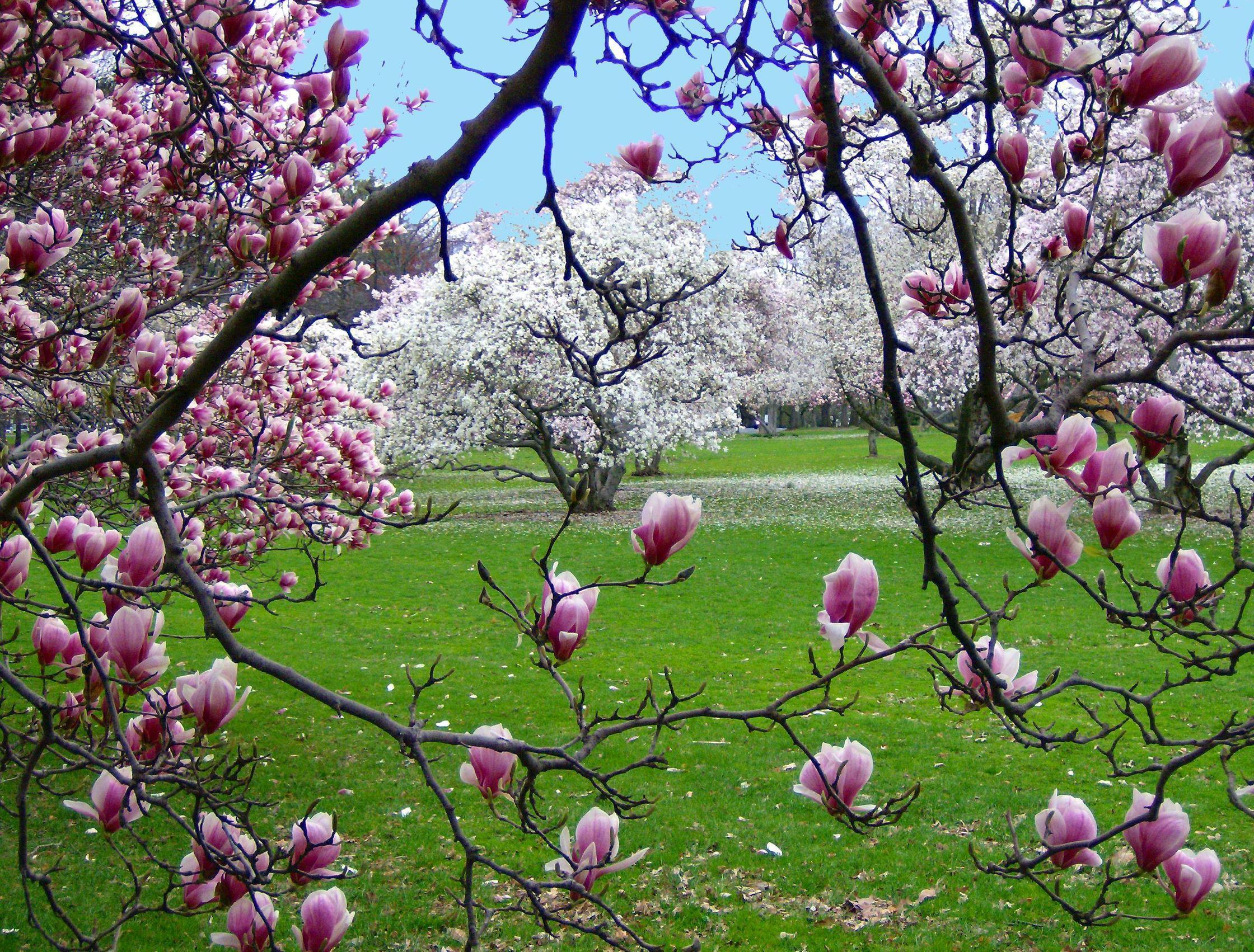 Magnolie fiorite parco primaverile, 2240x1702 alta risoluzione, Desktop