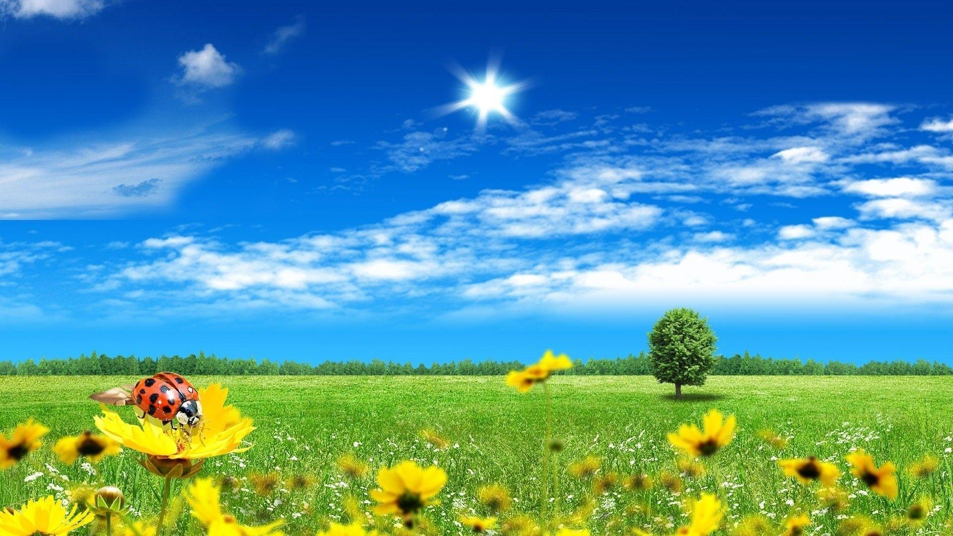 Prato primaverile con girasoli, 1920x1080 1080p, Laptop