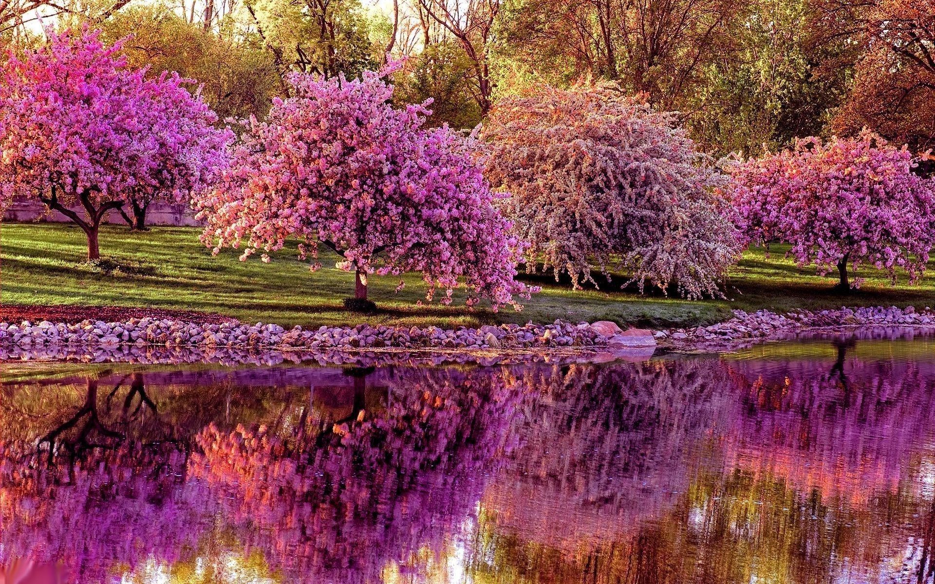 Alberi fioriti rosa lago, 1920x1200 Full HD+ WUXGA, Laptop