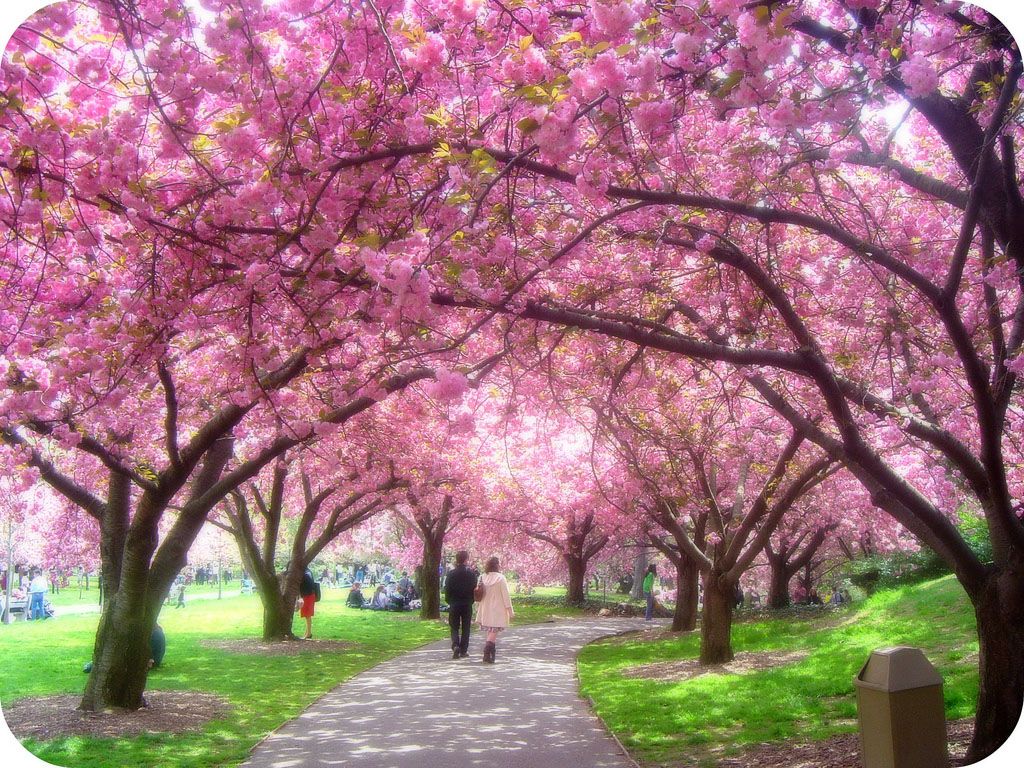 Viale ciliegi in fiore, 1024x768 HD, Desktop
