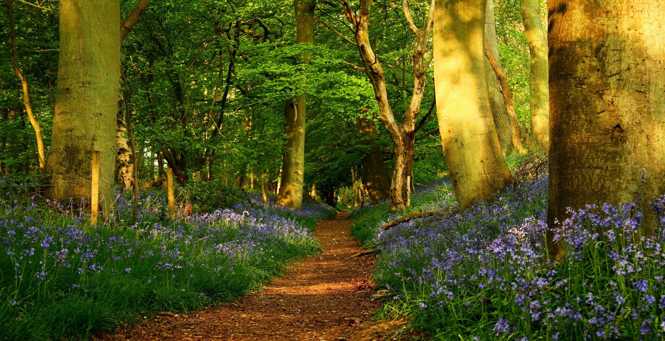 Sentiero nel bosco primaverile, 2560x1316 2K QHD, PC