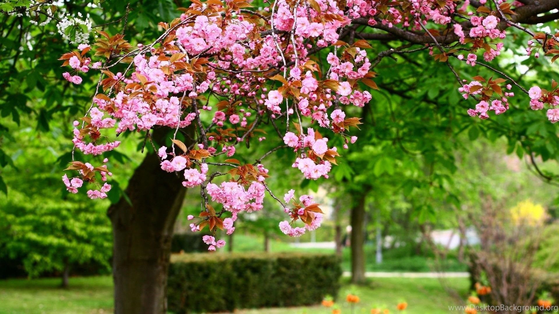 Albero fiorito rosa parco, 1920x1080 Full HD 1080p, PC Desktop