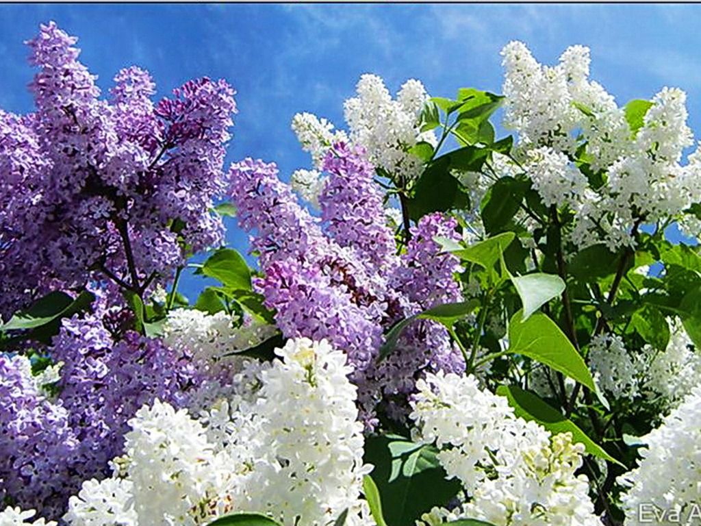 Fiori di lillà viola e bianco, 1024x768 HD, Desktop