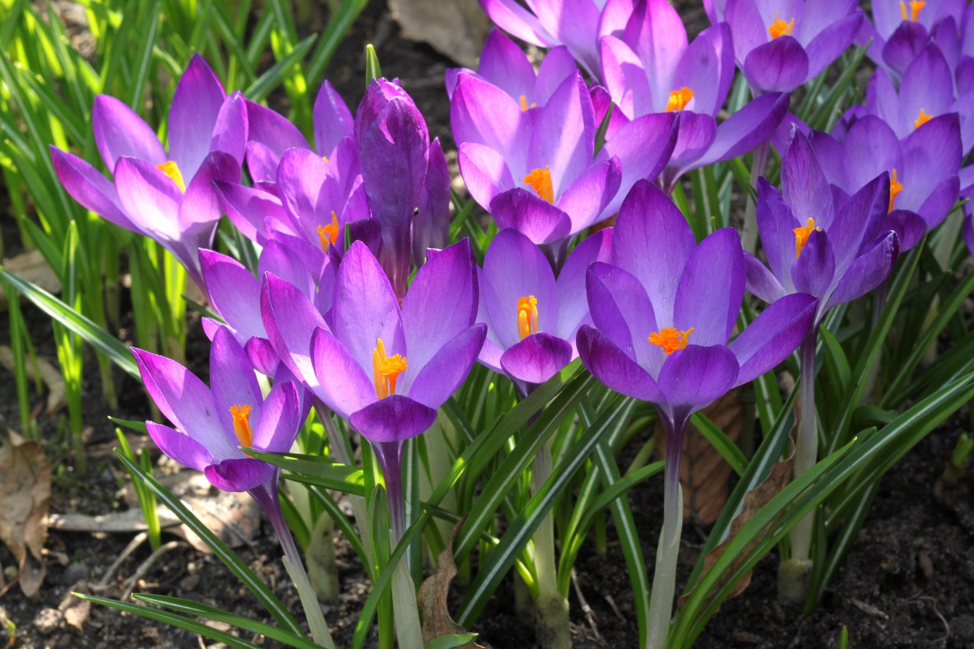 Crochi viola primaverili, 1920x1280 WUXGA, PC