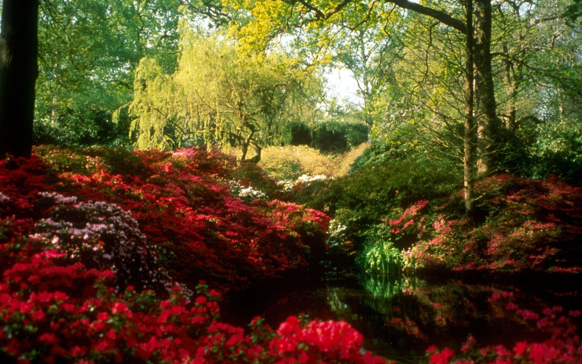 Giardino con azalee rosse fiorite, 1920x1200 Full HD+ WUXGA, Desktop
