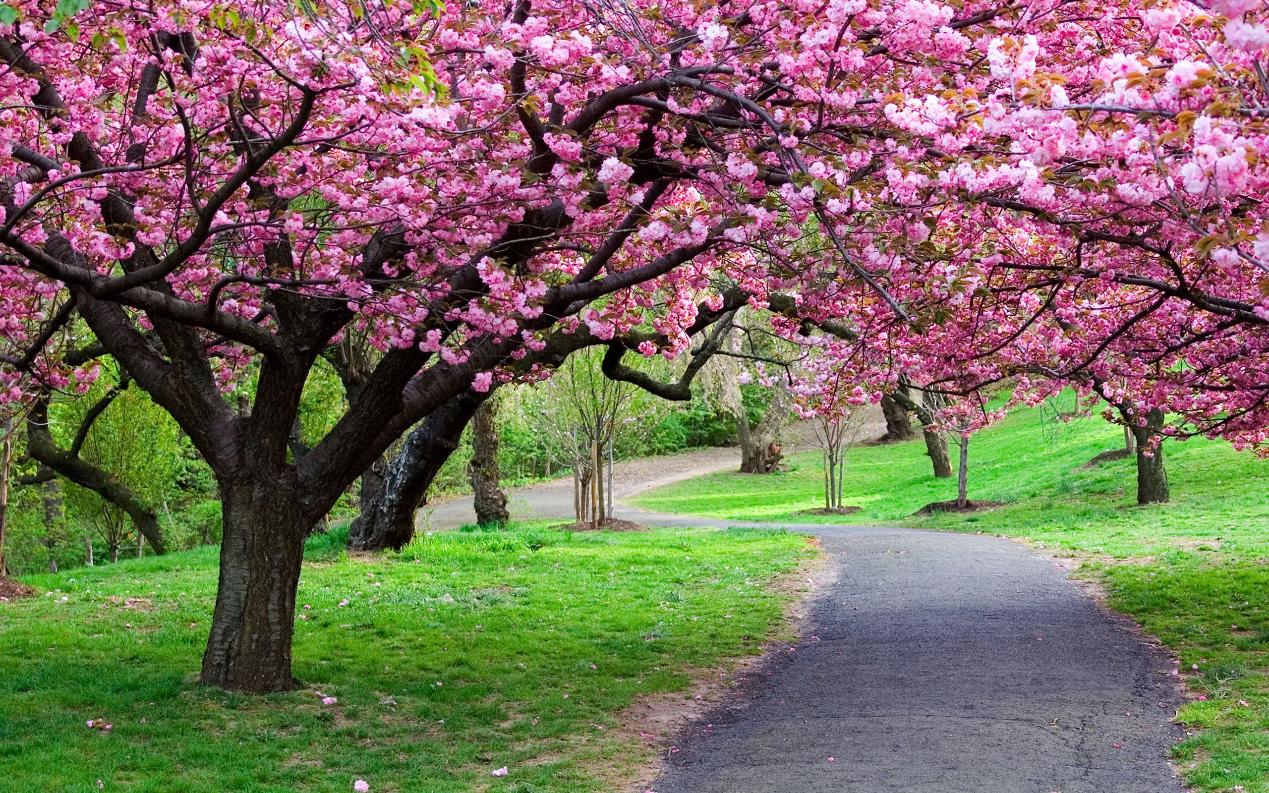 Alberi di ciliegio in fiore, 2560x1600 WQXGA, MacBook Pro