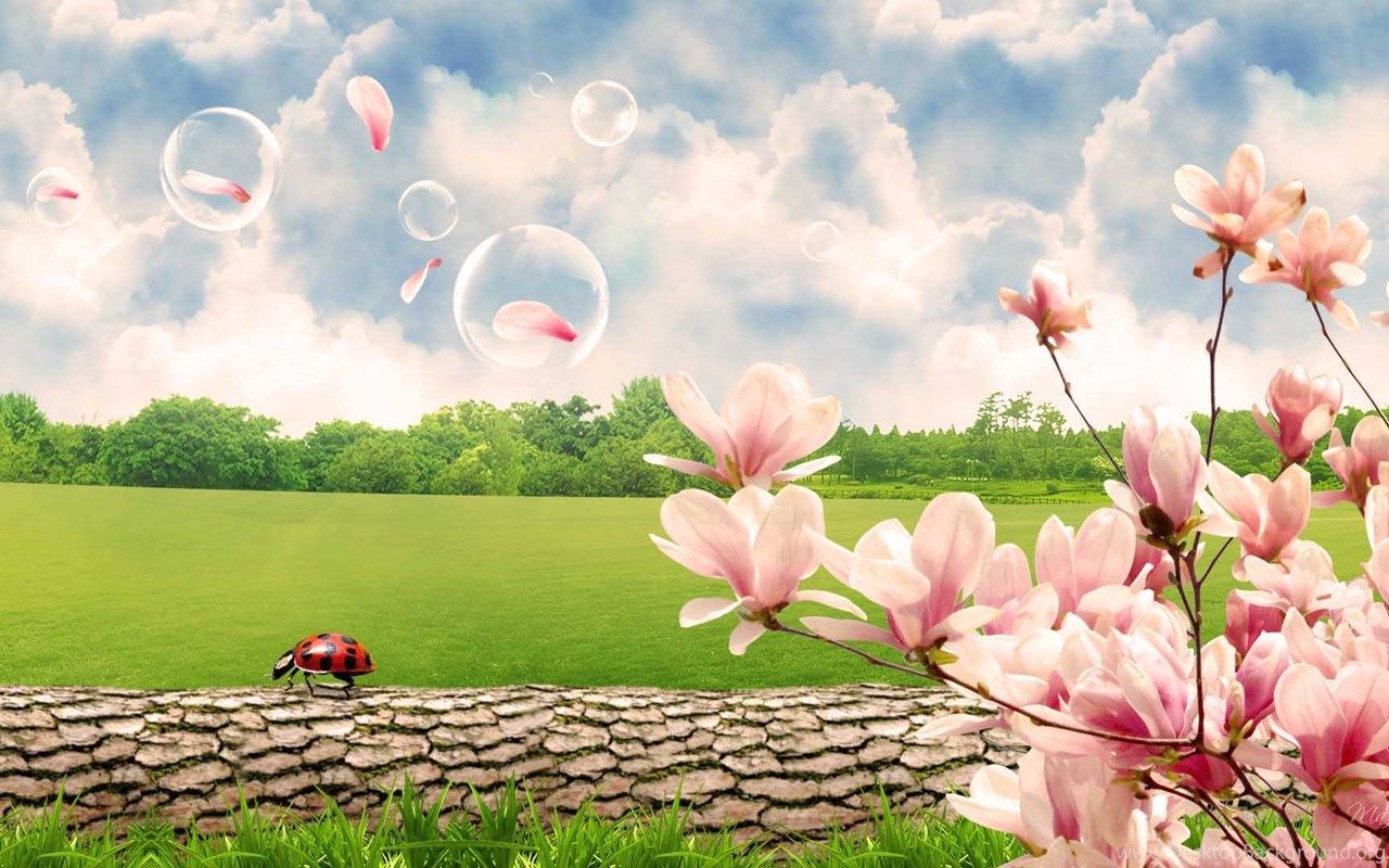 Fiori magnolia rosa e prato, 1280x800 720p, PC