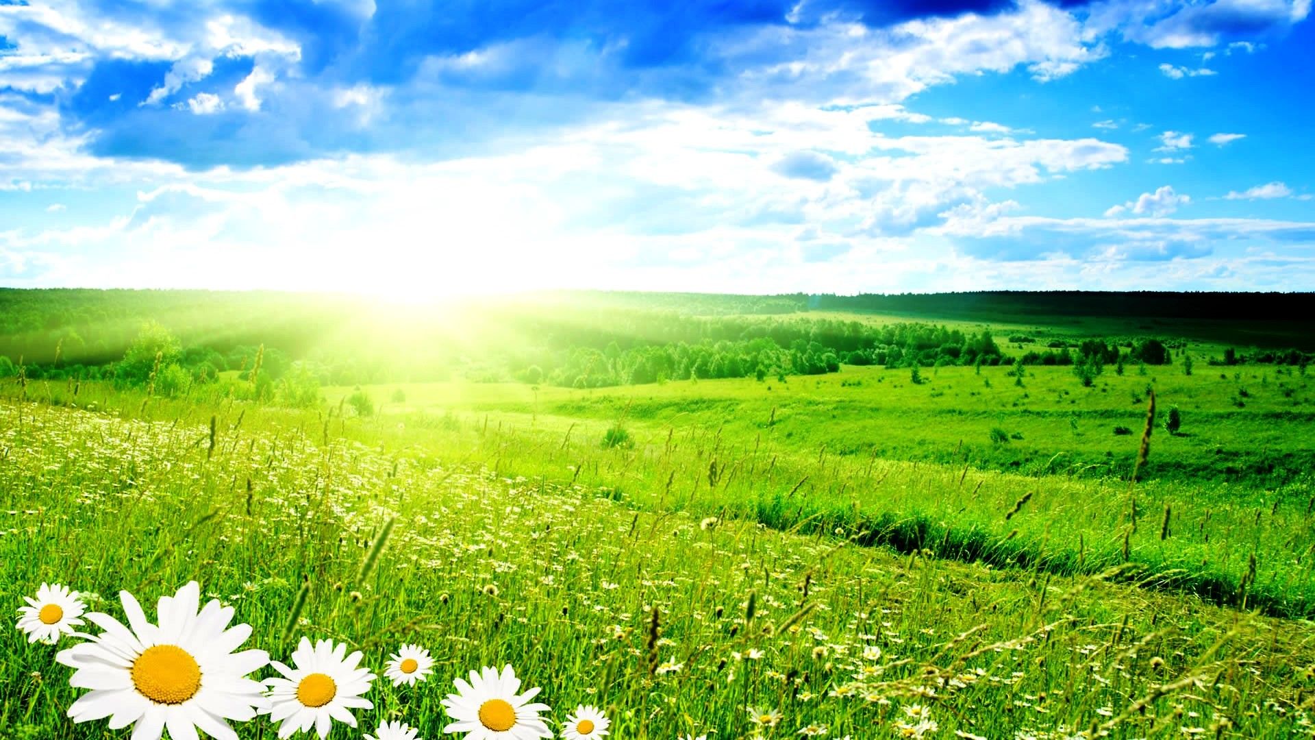 Prato verde con margherite, 1920x1080 Full HD, PC