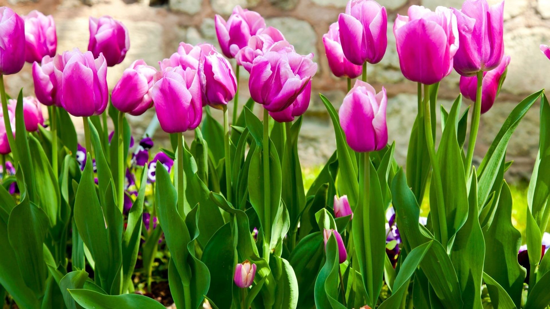 Tulipani rosa in giardino, 1920x1080 Full HD, Desktop