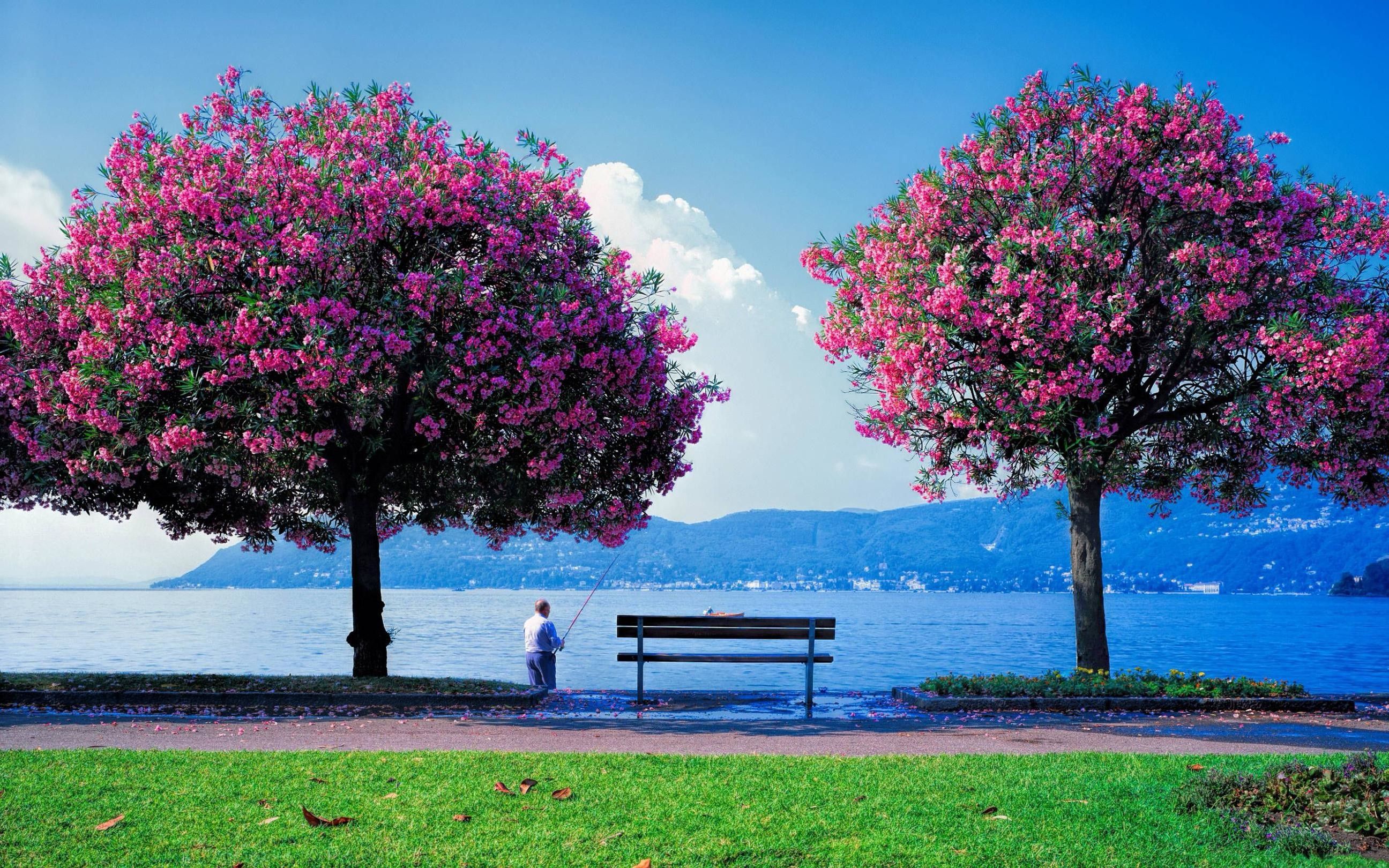 Alberi fioriti rosa lago, 2592x1620 WQXGA, Monitor Gaming