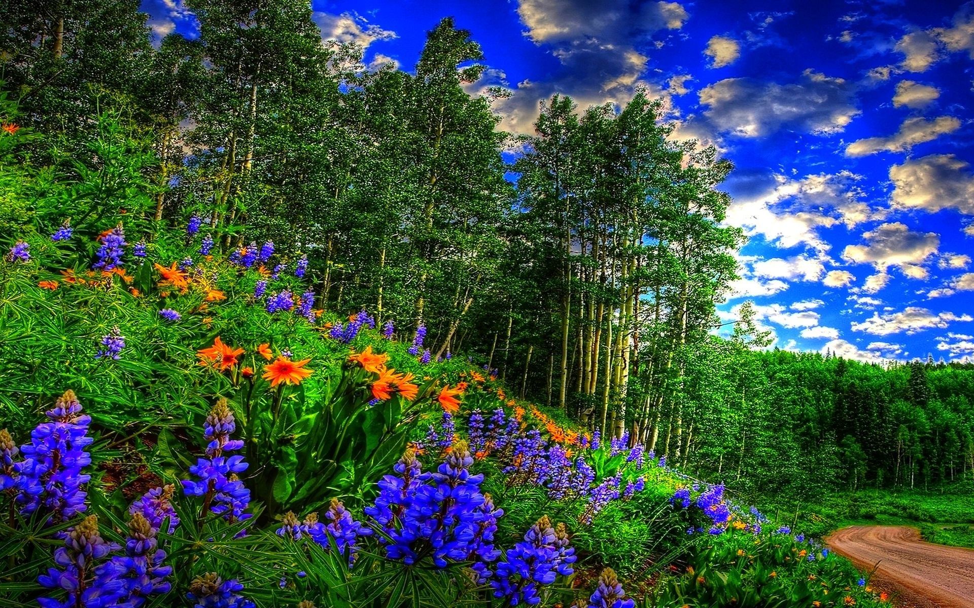 Bosco con fiori colorati primaverili, 1920x1200 Full HD+ WUXGA, Laptop