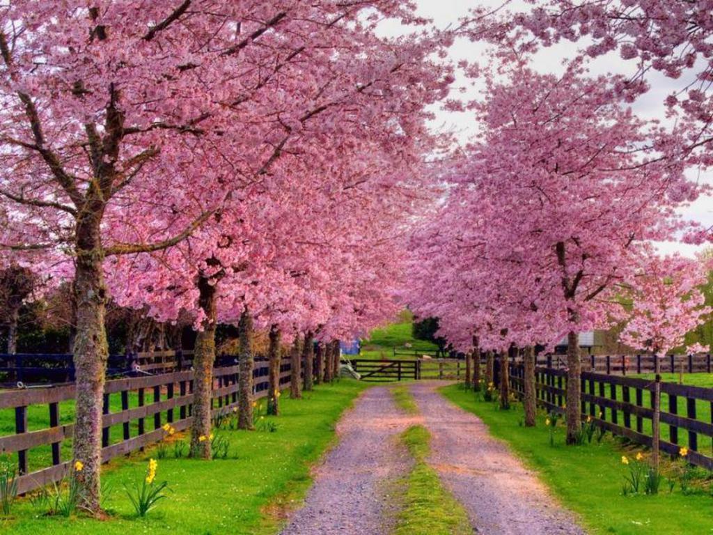 Viale alberi ciliegio rosa, 1024x768 HD, PC