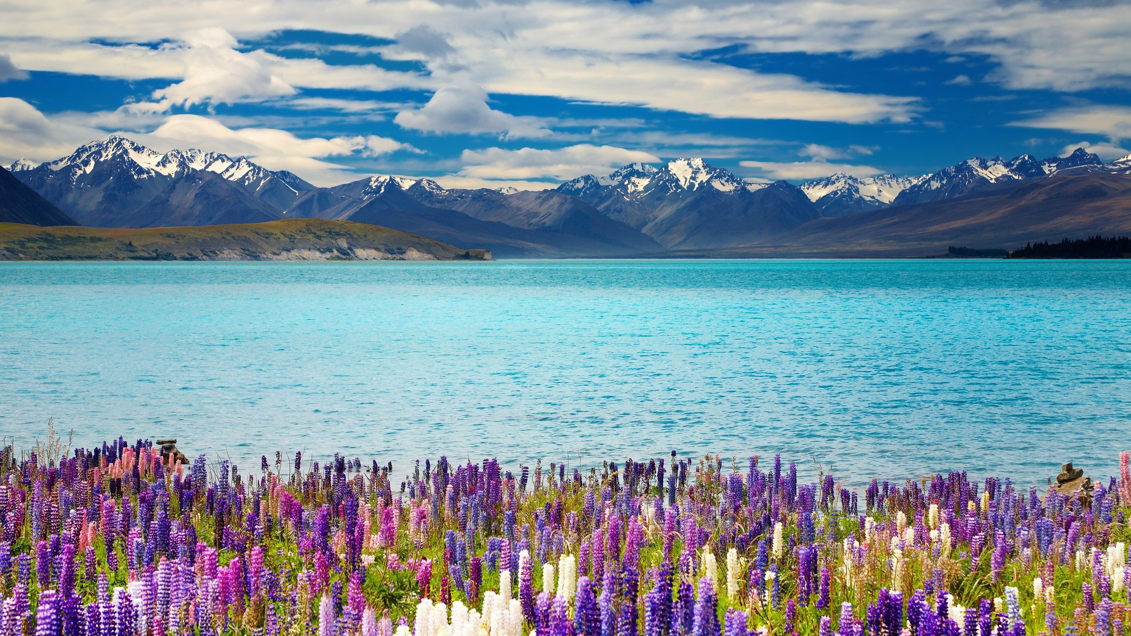 Lago turchese con lupini viola, 3840x2160 4K, Desktop 4K