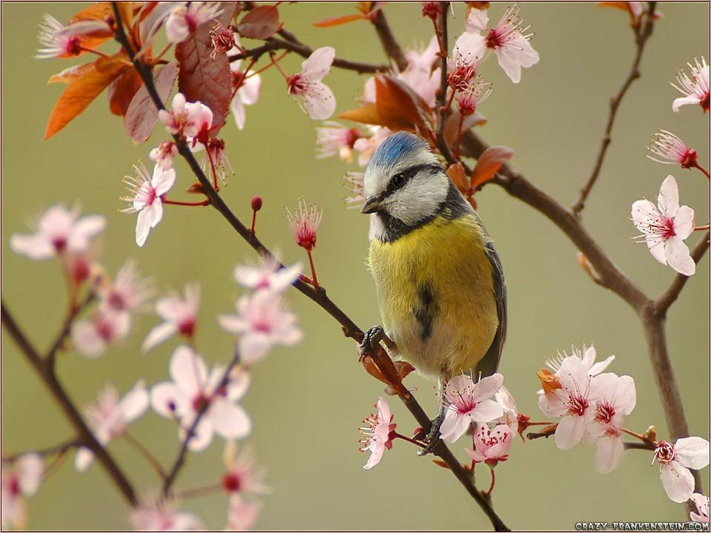Cinciarella su ramo fiorito, 1024x768 HD, PC Desktop
