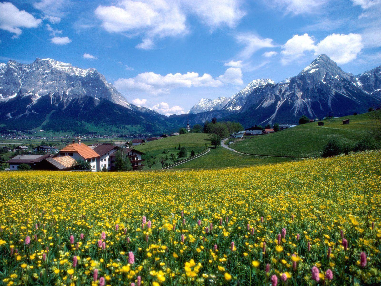 Prato fiorito montagne alpine, 1600x1200 HD Ready, PC