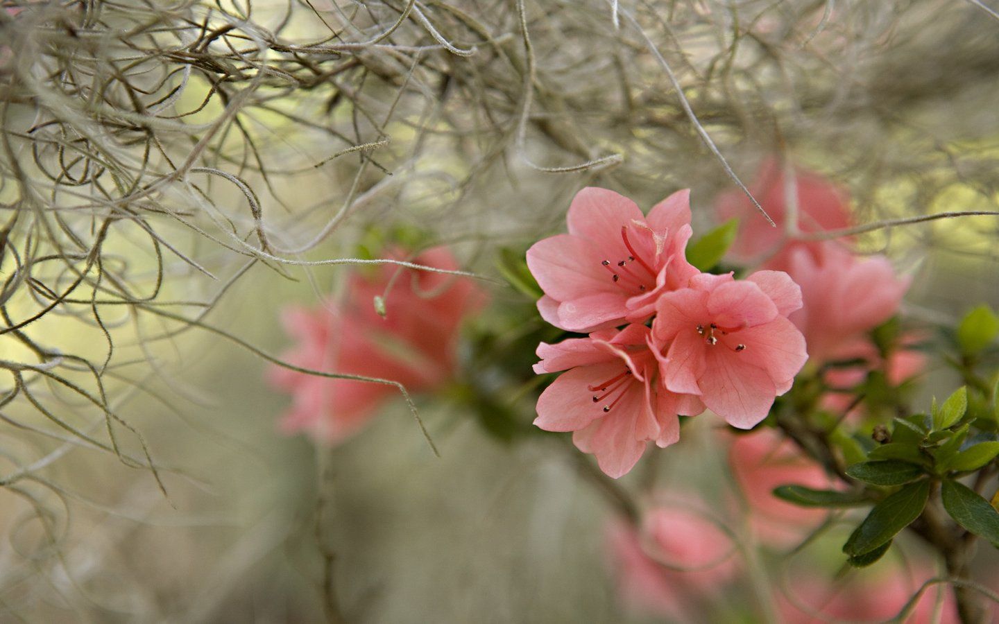 Fiori rosa di azalea primaverili, 1440x900 HD, Desktop