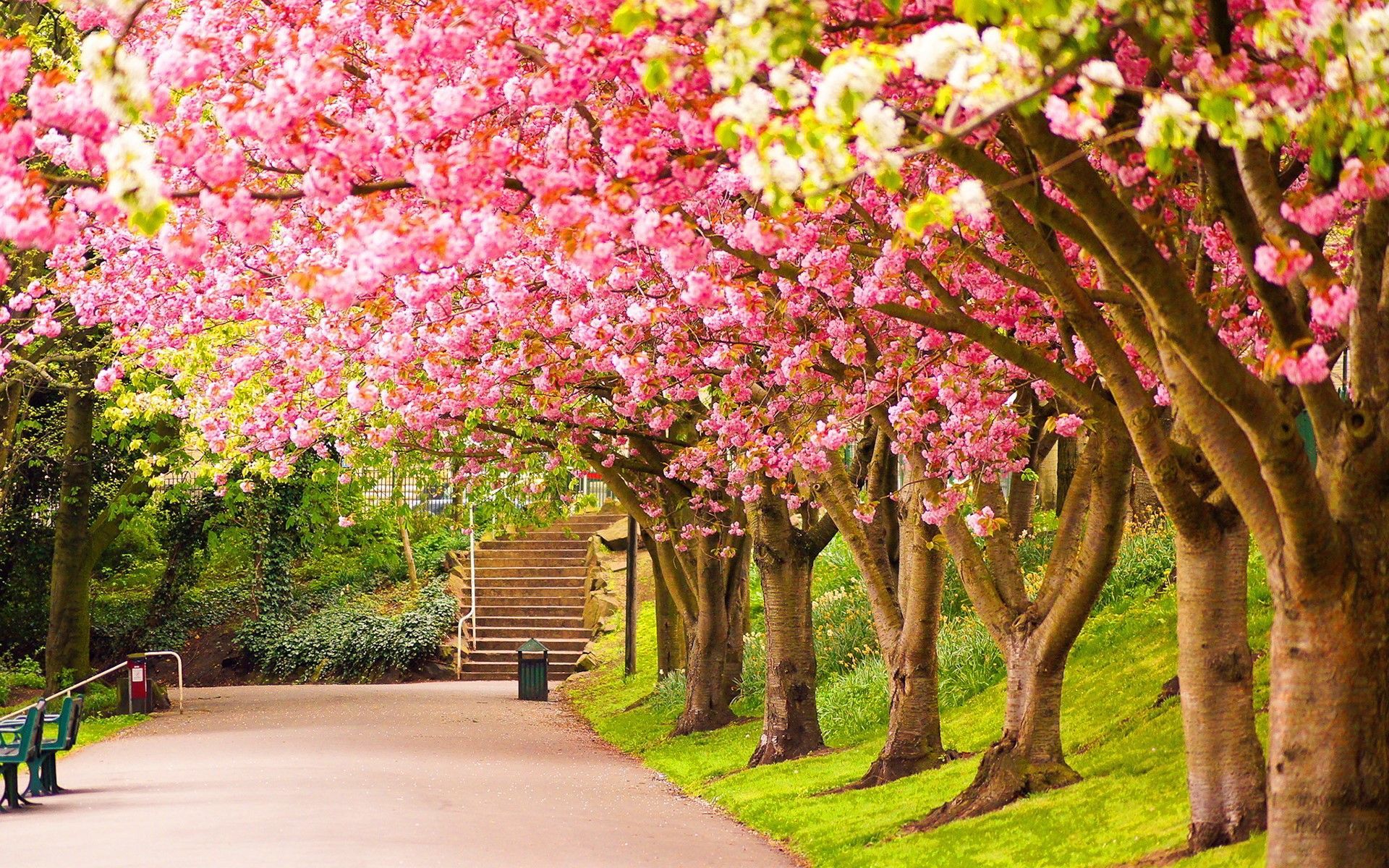 Viale con ciliegi in fiore, 1920x1200 Full HD+ WUXGA, PC Desktop